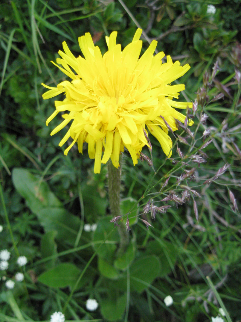 Fiori delle Orobie Valtellinesi